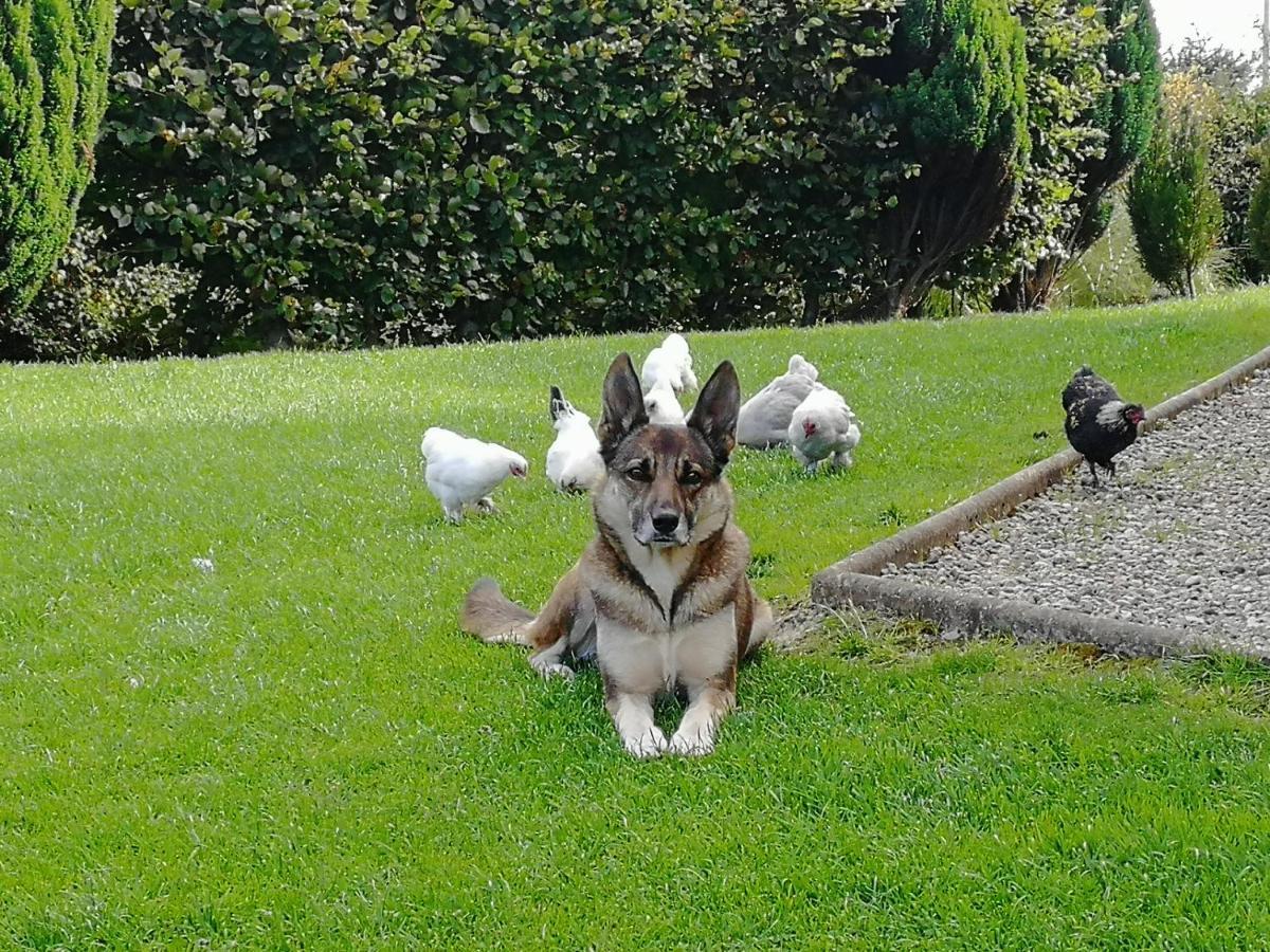 Fox Heaven B&B Carrickfergus Ngoại thất bức ảnh
